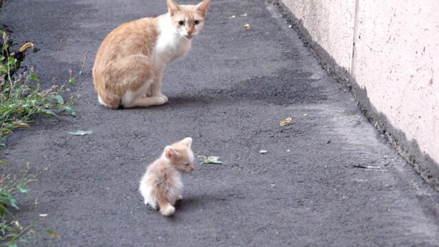 Tiny kitten is crying because his mother abandoned him