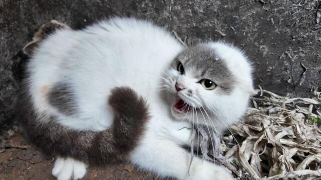 Rescuing a mother cat and her two kittens trapped in a dry well! The mother cat is really aggressive