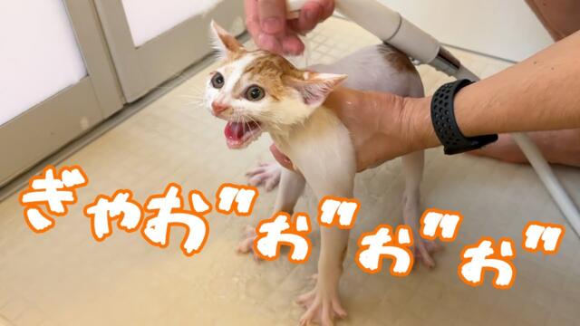 子猫の初シャンプーは大絶叫で激おこでした…