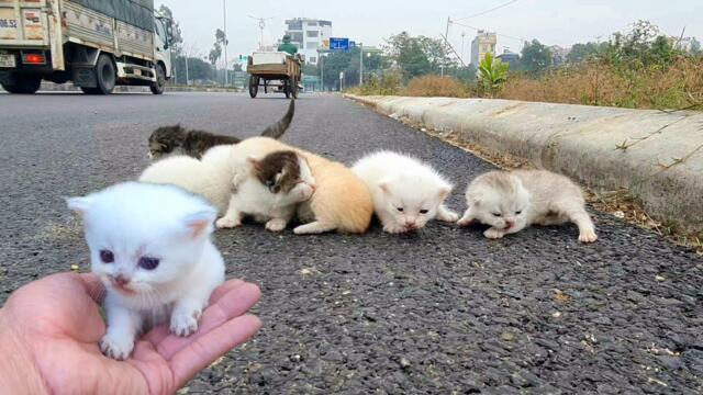 I adopt homeless kittens meowing on the side of the road, small rescued, kittens, little so cute,