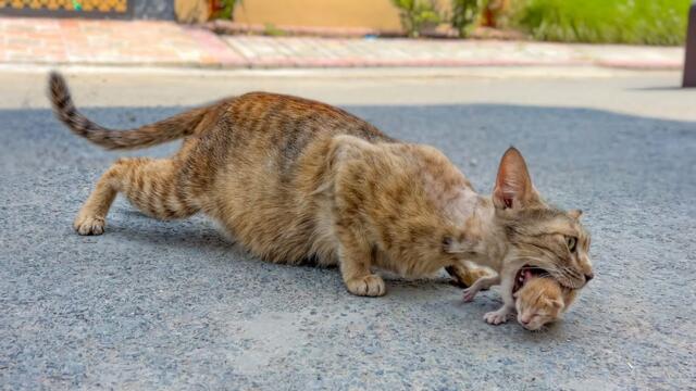 Once the cat realized she had been abandoned, she hid her kittens, refusing any help.