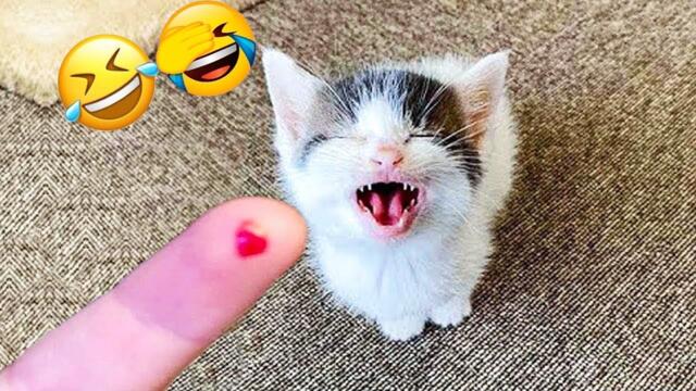 最も面白い動物 😂 爆笑の猫と犬 2025 😹🐶