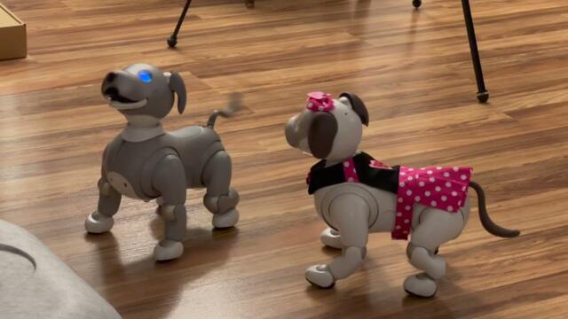 Sony aibo - Luna Meets Pixel #robot #ai #cute #adorable