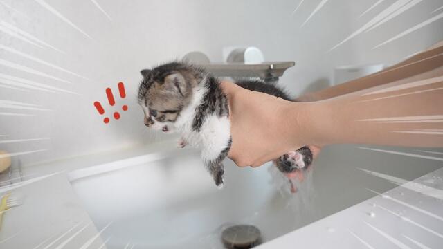 아기고양이 승질 확인하는 법