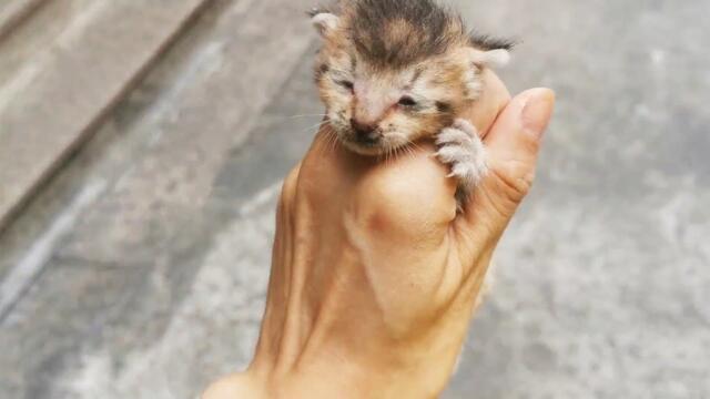 I found a lost stray kitten, she was crying loudly for her mother