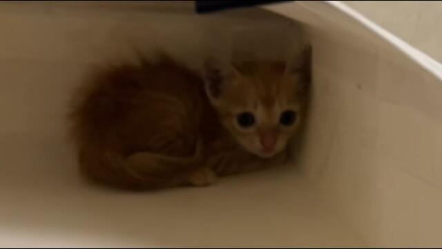 From a stray cat covered in insect eggs to a little sweetheart snuggling in my arms...