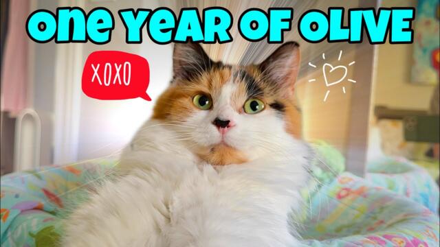 One Year of Olive - The Cutest Calico Cat