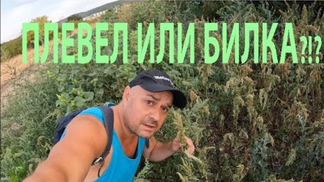 ПЛЕВЕЛ ИЛИ БИЛКА? ЩИР АМАРАНТ AMARANTHE WEED OR HERB #nature #herbs #forageharvest #билки