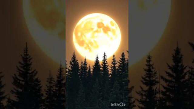 Вдохновляющая природа #люблюкниги #природа #полнолуние #лес #поле #ковыль #rnb