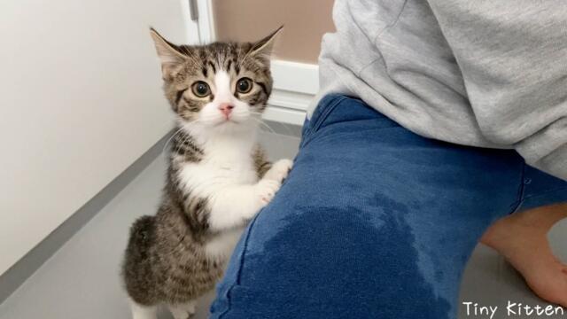 Cute kitten tries to escape from shampooing for the first time...