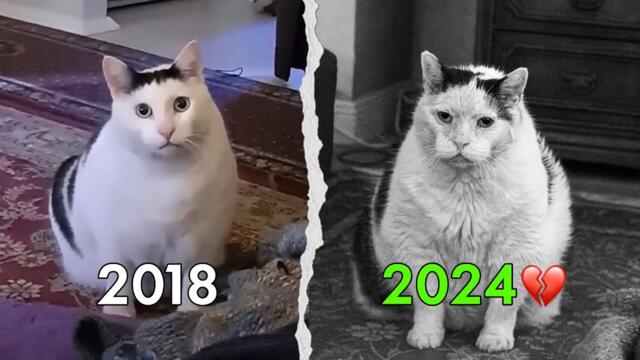 Internet Famous Cat Memes 🥲 Where are they now? (Then and Now)