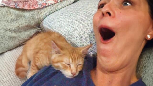 When A Cat Picks You As His Favorite Persons 😻 Cute Cat and Human Moments