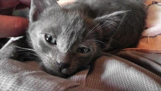 Cute Kittens Run Their Purr Motors