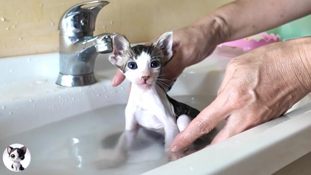 First Bath for a Stray Kitten… What Happened Next Will Melt You