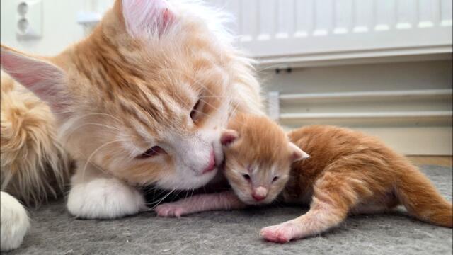 Big Sister Ada Meets Her Kitten Siblings For the First Time!