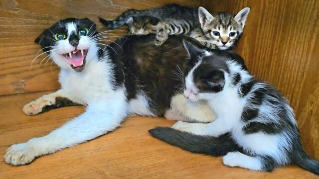I'm shocked! Three kittens suddenly broke into my house with mom and even tried to "bit me"
