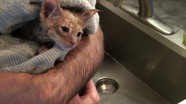 F 1 Kittens get first bath.  Max gets his name.
