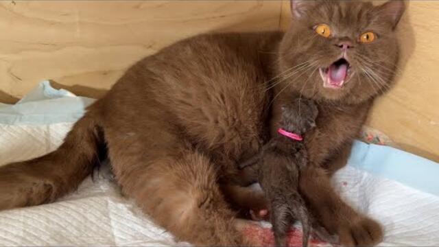 Cinnamon cat give birth to XXL kitties #catbirth #birth #catmom  #britishshorthair #browncat