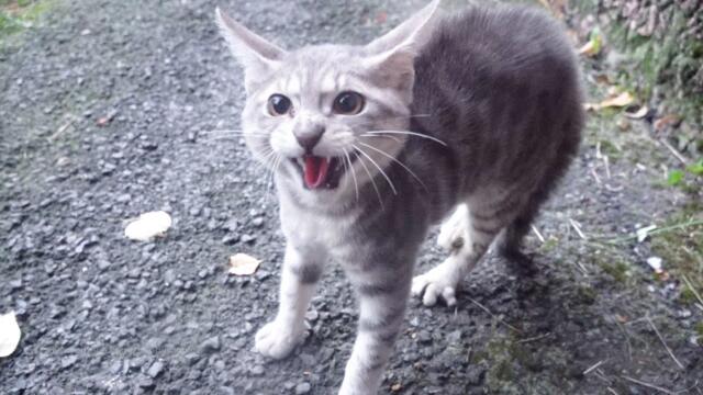 Abandoned Kitten Hissing and Crying for Mother
