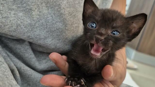 목욕 차례 기다리는 중에 잠 쏟아지는 아기고양이 A baby cat falls asleep while waiting for his turn to take a bath.