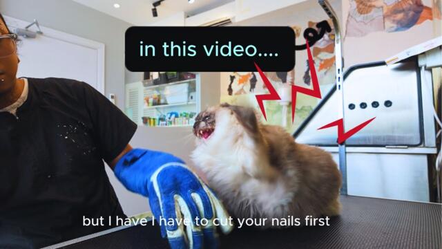 REAL AGGRESSIVE CAT. Did this Cat defeated The Calm Cat Groomer???
