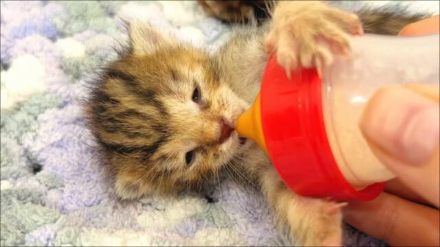 Bottle-feeding hungry kittens who refuse to wait