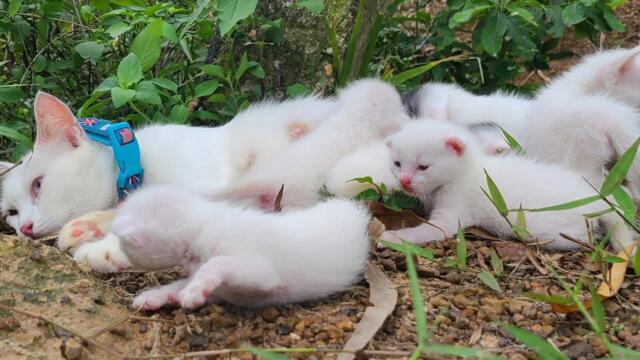 The smallest kittens, I saved some kittens that losttheir cute kitten mothers after being rescued