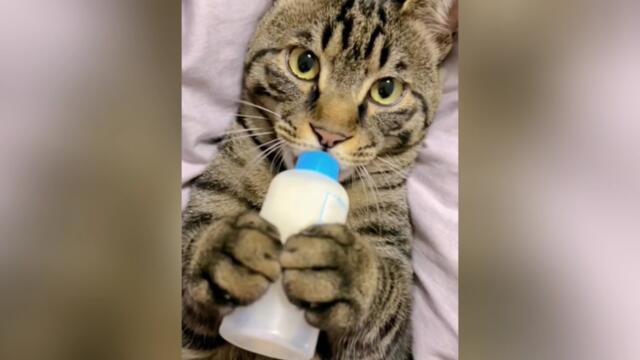 Cutest cat moments on the internet 🐱😺