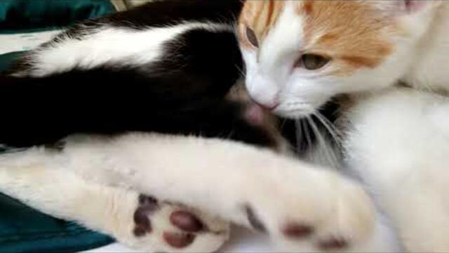 Kitten Suckling On Male Cat | 4K