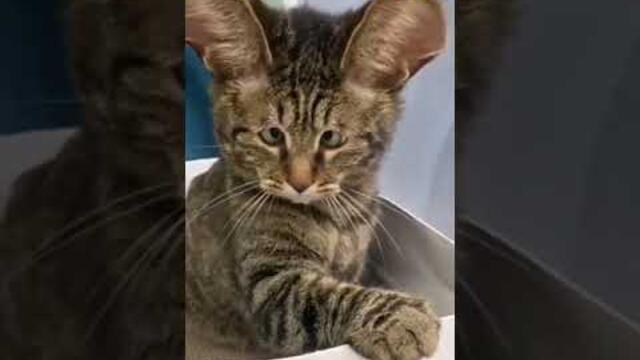 если честно я засмеялась когда кошка с горшка