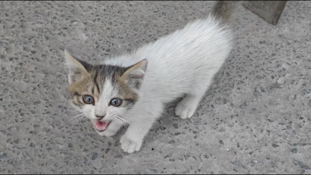 She begged for a bite to eat, but what she got instead was a home!