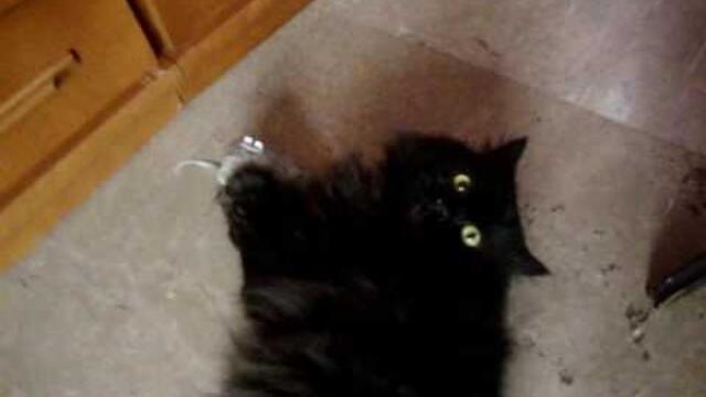 Boo, The Black Persian Cat