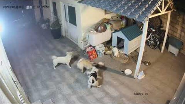 Dogs attacked mother cat with kitten: warning graphic content: contain material that may hurts you