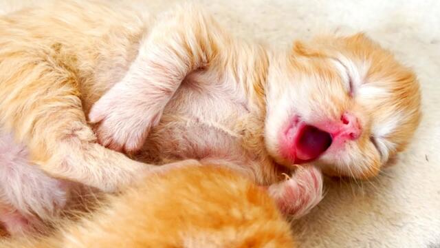 Mom cat does not want to feed one kitten. Newborn kittens are yawning and loud meow ASMR