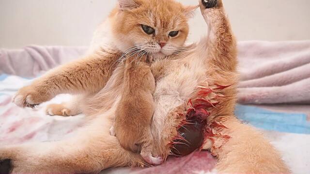 Cat Giving Birth to 4 Kittens But Unfortunately...❗