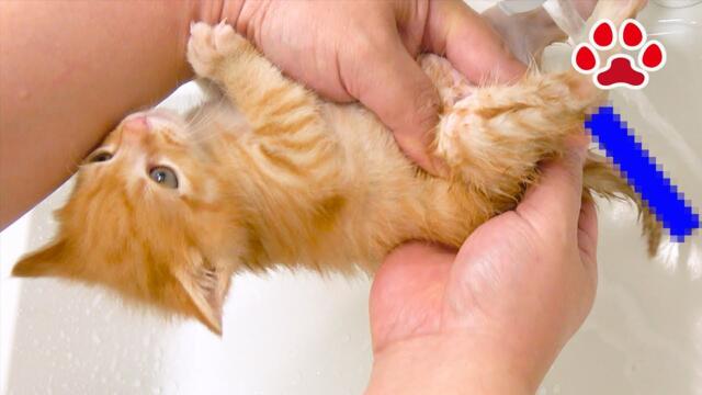 【保護34日目】6日間うんちが出ていない子猫に浣腸した結果【瀬戸のミエル日記】