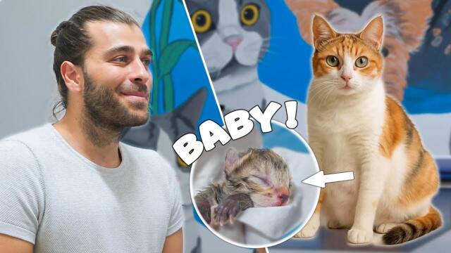 DOĞUM YAPAMAYAN Kediye ACİL Sezeryan Ameliyatı! (Bebeklere Ne Olacak!?)