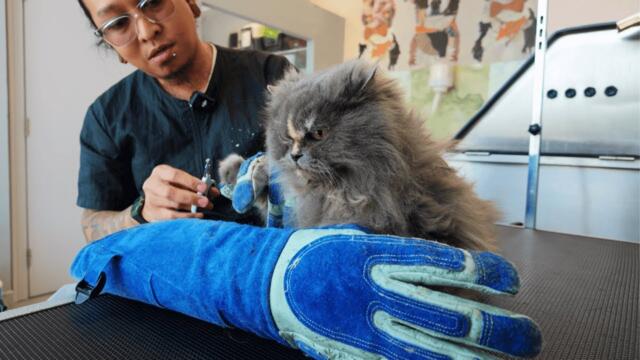 Who knew this Cat is Spicy???