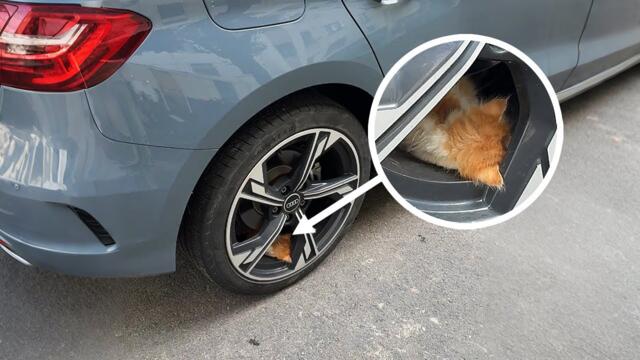 I thought it was a leaf in my car's wheel... I'm so glad I took a closer look.