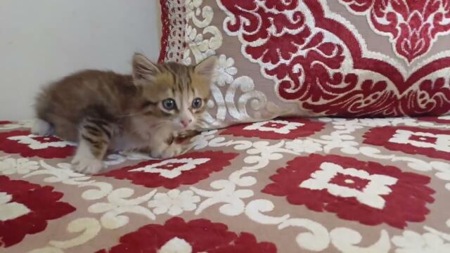 I rescued a new kitten, but things are getting out of control