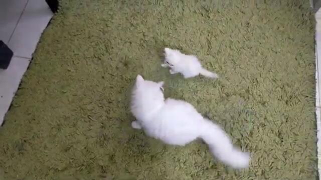 mother cat attack kitten