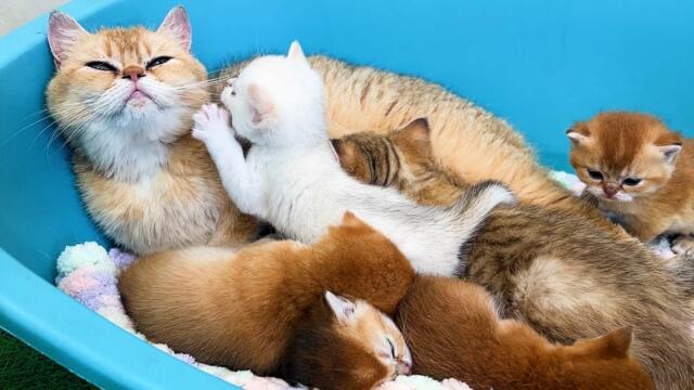 Mom cat calls her baby kittens.