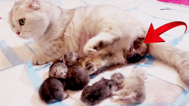 The adorable moment six kittens are born as Moon the cat becomes a mother for the first time.