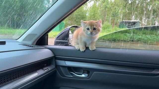 A kitten jumped onto my car,and then the kitten treated the car as its own cat's nest. It's so cute.