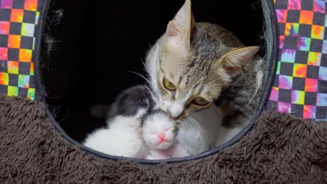 I’ve Never Seen a Cat Love Her Husband and Kittens This Much!