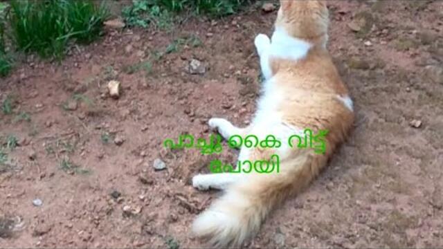 പാച്ചു കൈവിട്ട് പോയോ.... എന്നൊരു സംശയം 🤪#cat #pet#petlover
