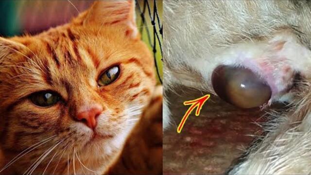 cat giving birth, kucing melahirkan sendiri, nyari tempat bikin haru