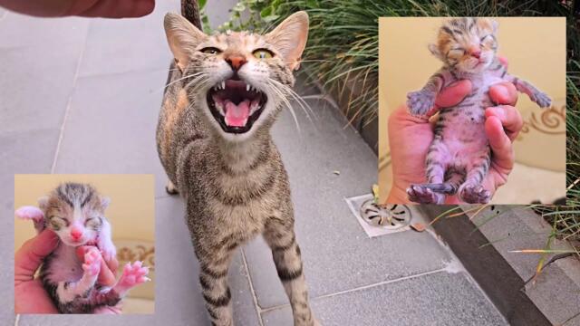 The Secret Behind the Pregnant Cat’s Endless Meows