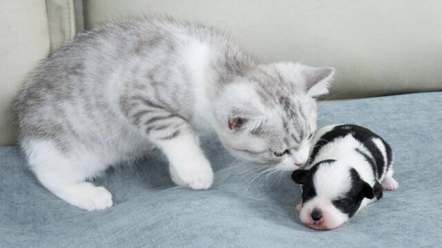 Kitten's Reaction To Seeing Newborn Puppy For The First Time Is Heartwarming
