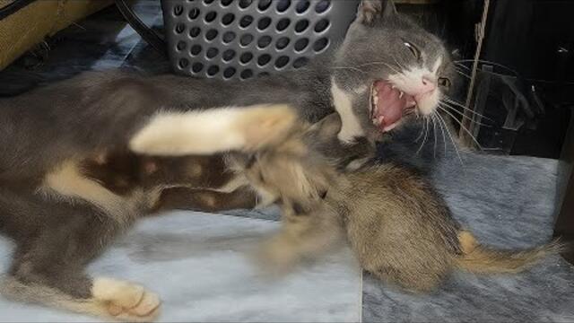 Mother Cat Fighting Her Own Babies 😢 Attacking Them To Come Closer